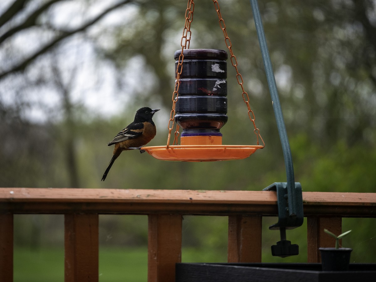 Orchard Oriole - ML232019561