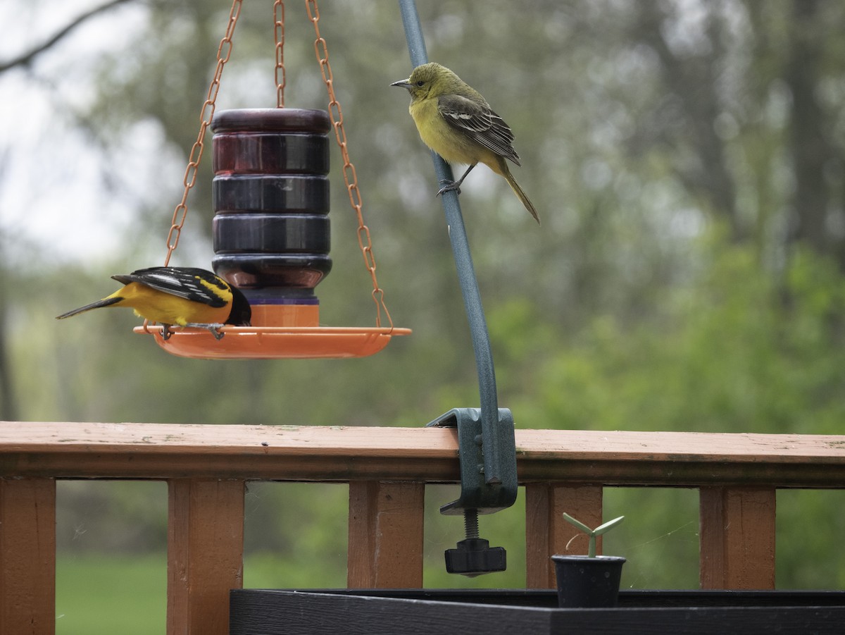 Orchard Oriole - ML232019811