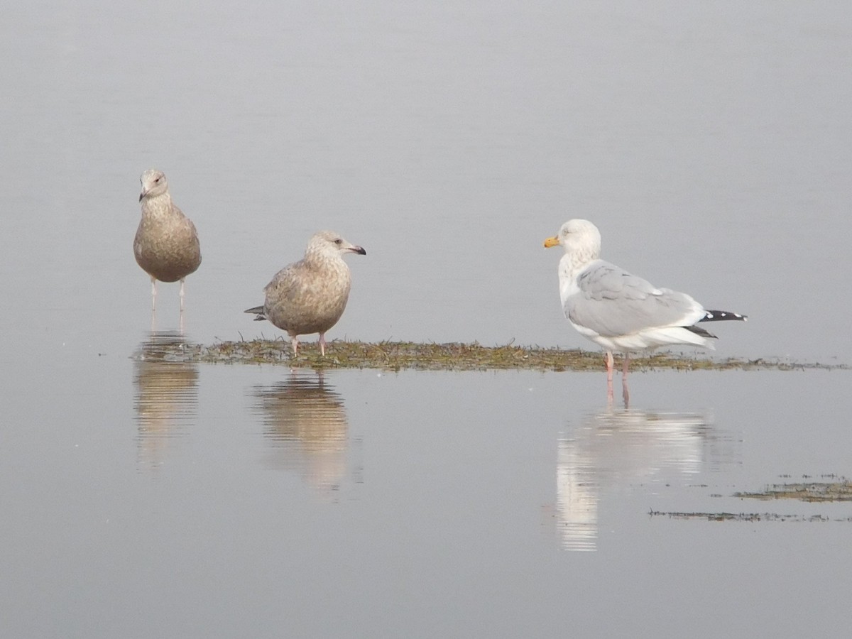 Herring Gull - Steve Summers