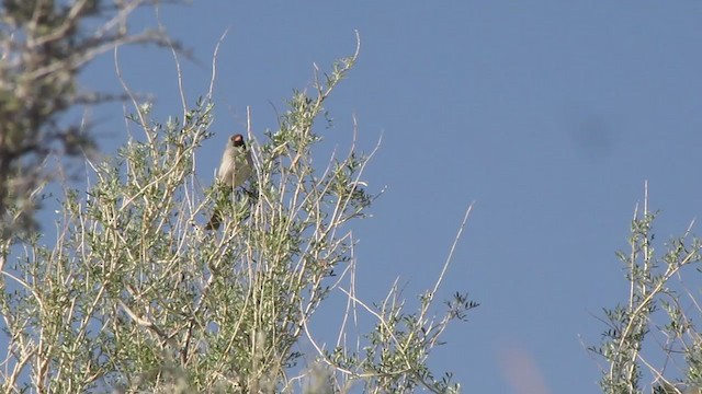 Black-chinned Sparrow - ML232022111