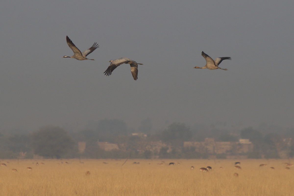 Common Crane - Fabio Olmos