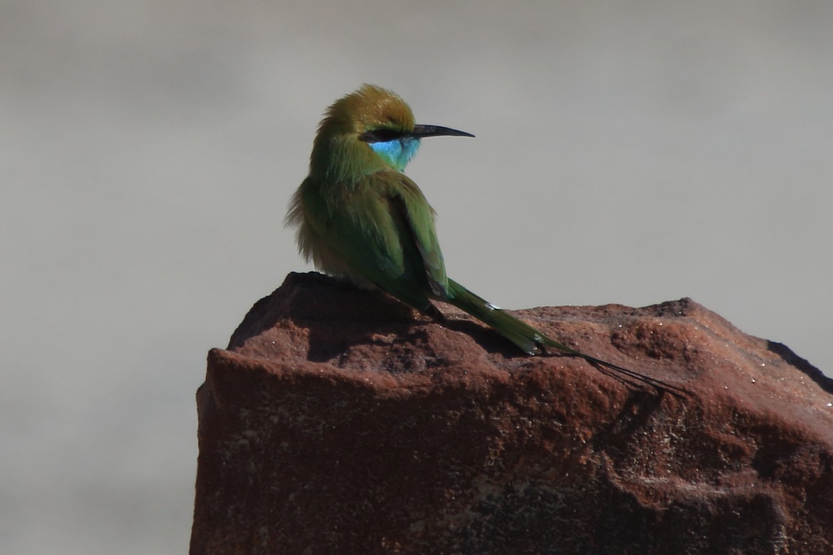 Asian Green Bee-eater - ML232026791