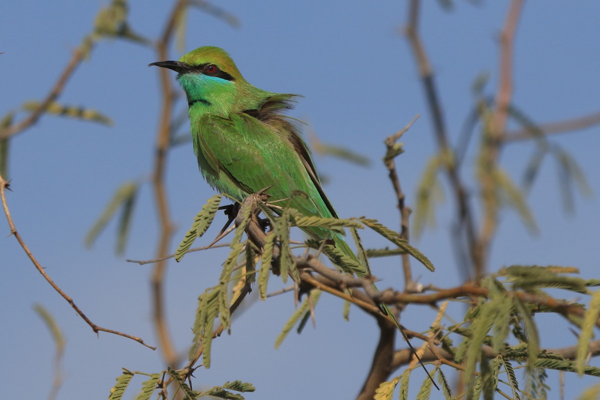 Asian Green Bee-eater - Fabio Olmos