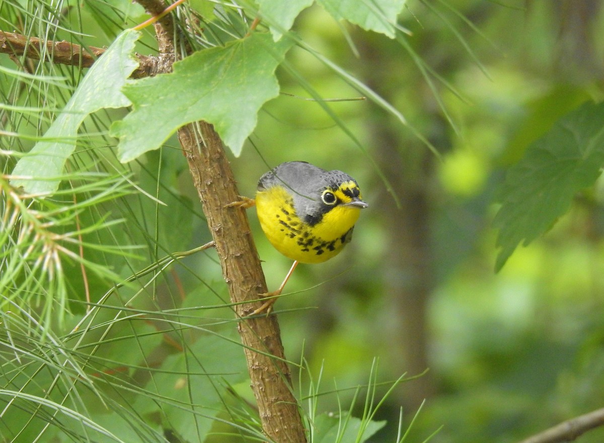 Canada Warbler - ML232028041