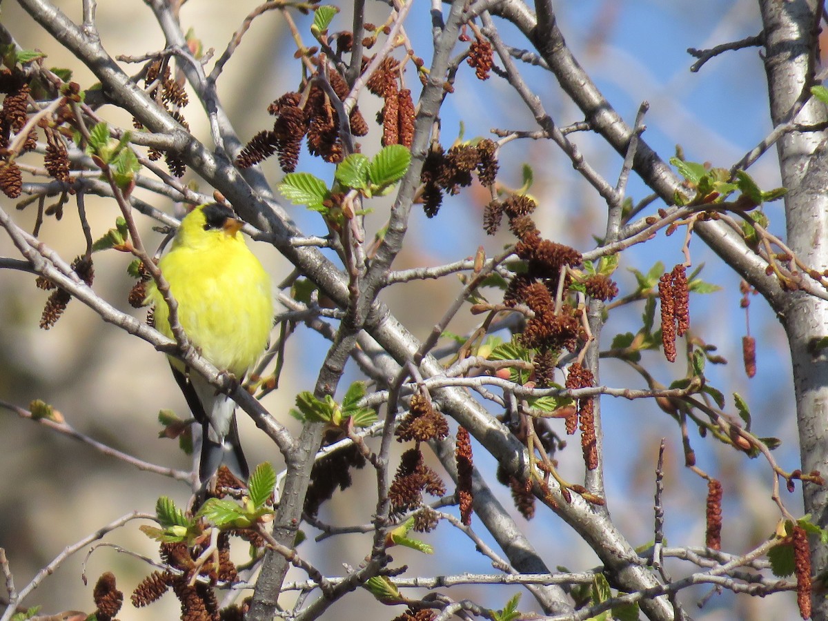 Chardonneret jaune - ML232028071