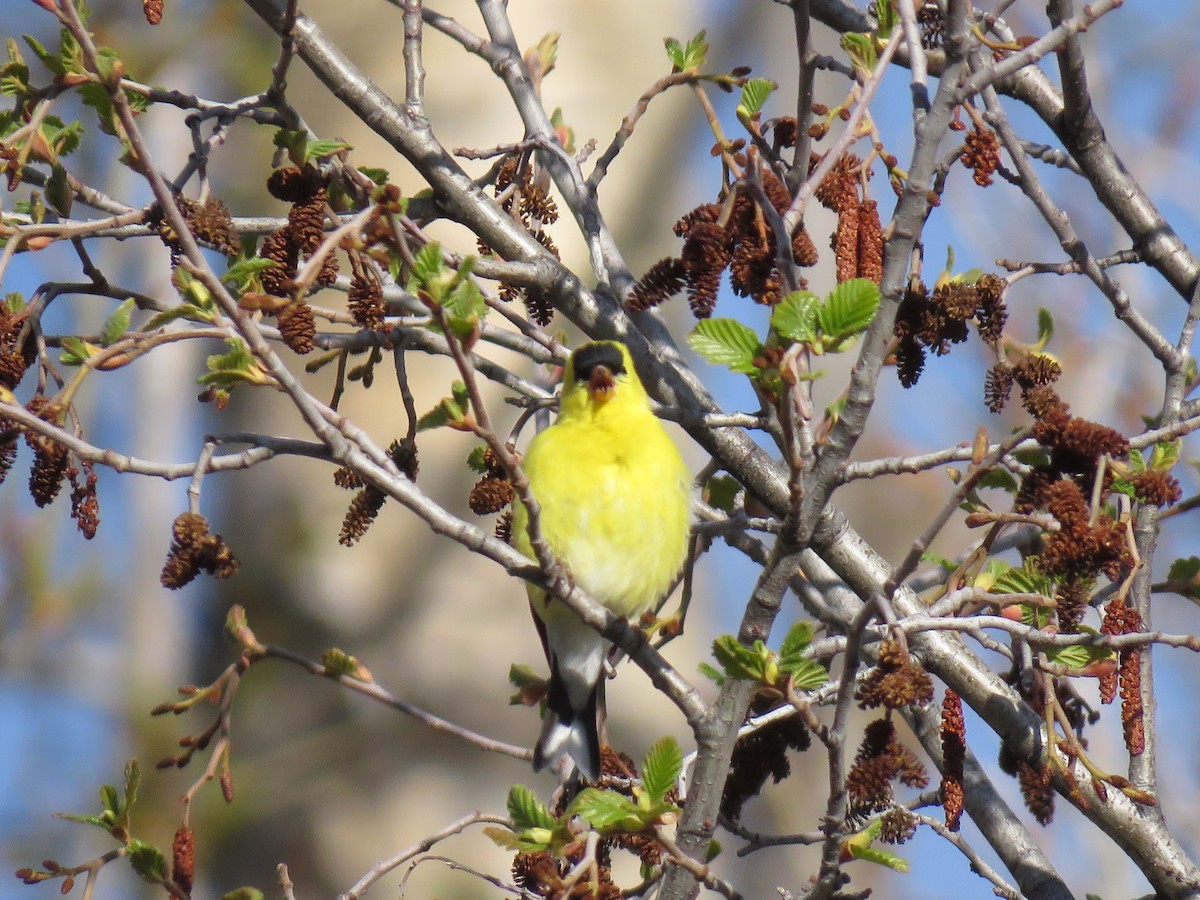 American Goldfinch - ML232029031