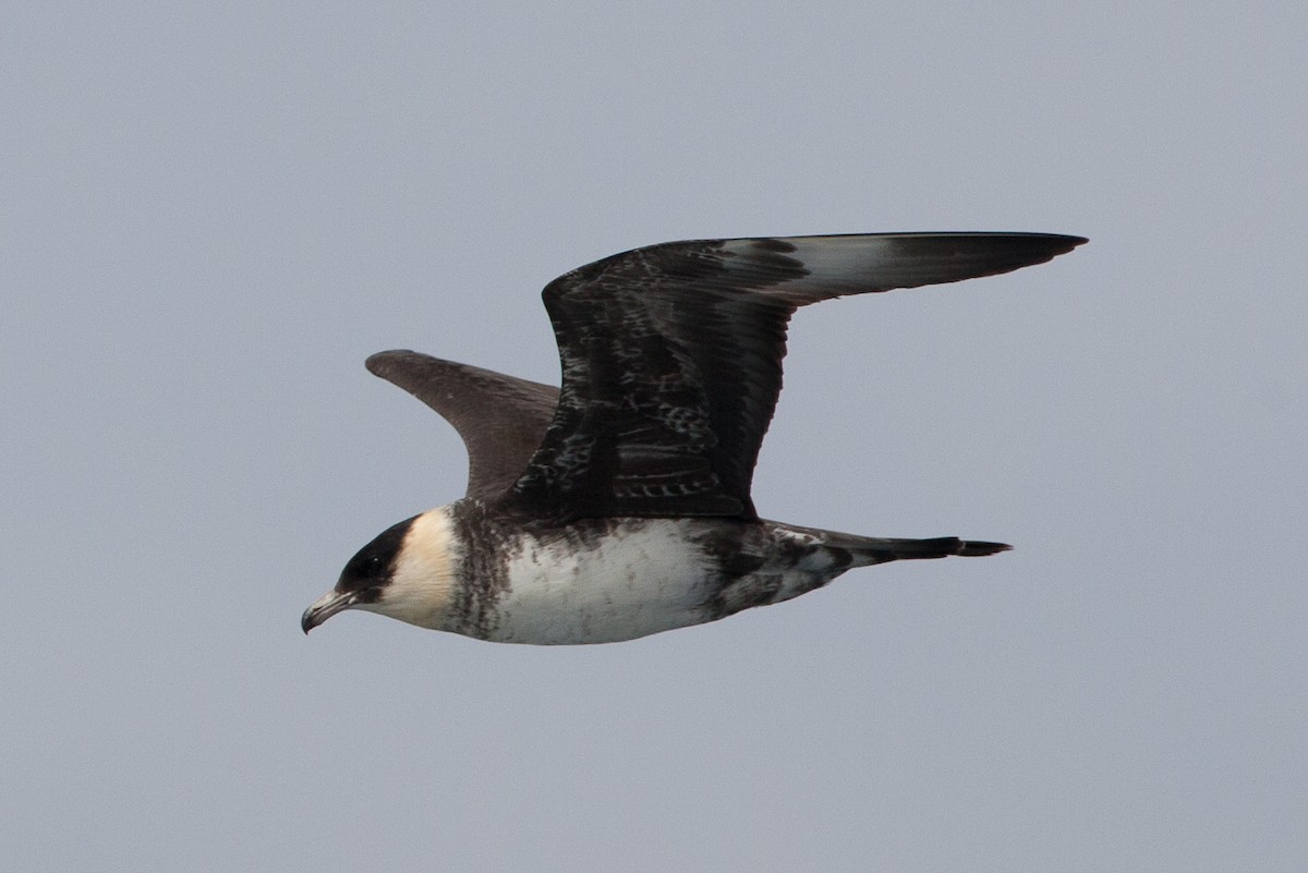 Pomarine Jaeger - ML23203021