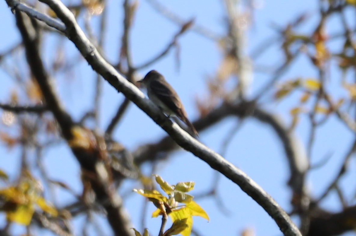 Western Wood-Pewee - ML232031261
