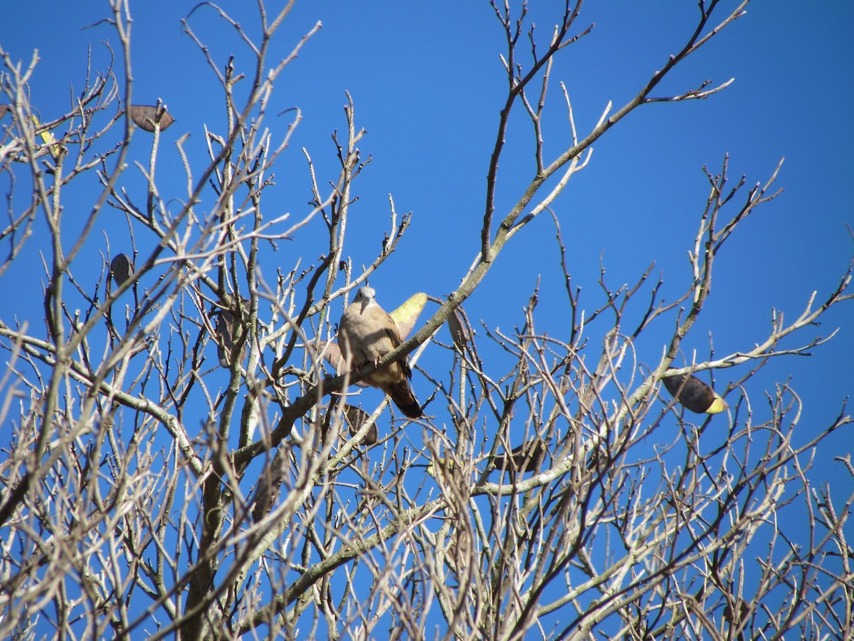 Ruddy Ground Dove - ML232032301