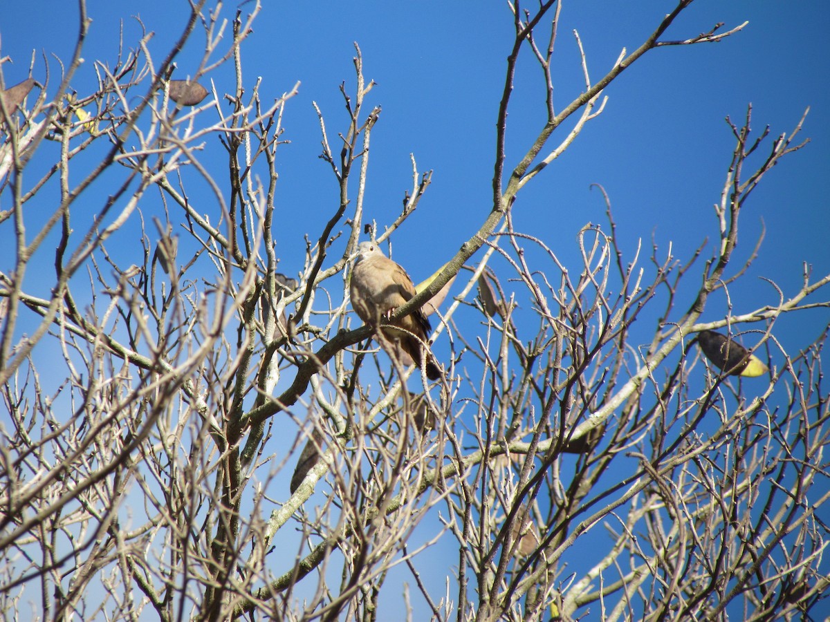 Ruddy Ground Dove - ML232032681