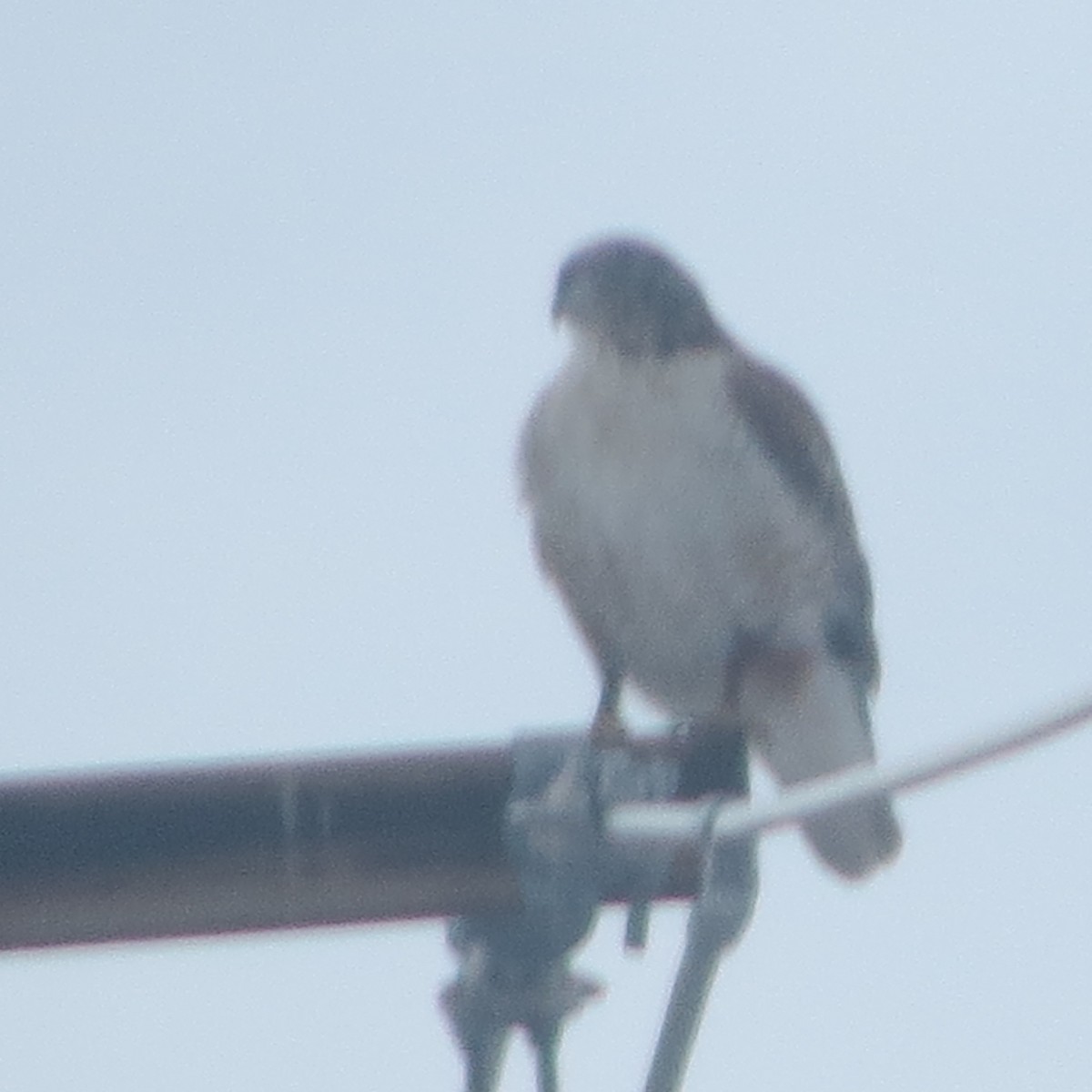 Ferruginous Hawk - Nick Ramsey