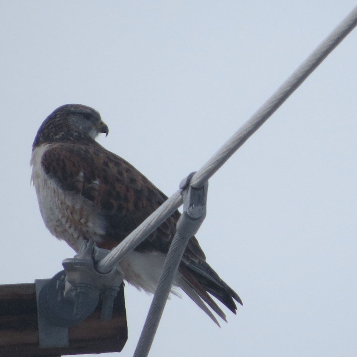 Ferruginous Hawk - Nick Ramsey