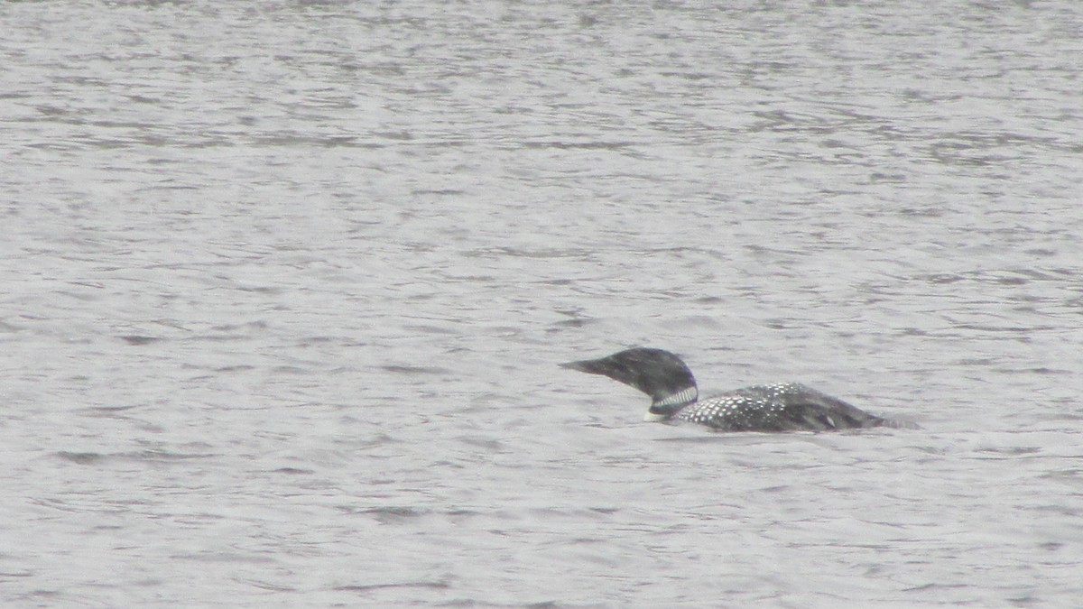 Common Loon - ML232034661