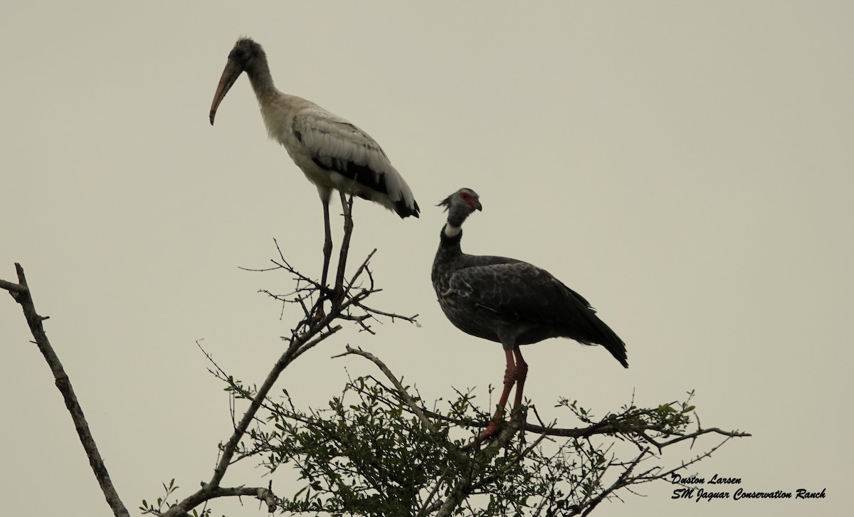 Southern Screamer - ML232035561