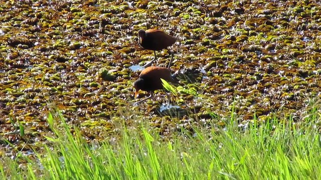 Wattled Jacana (Chestnut-backed) - ML232035571