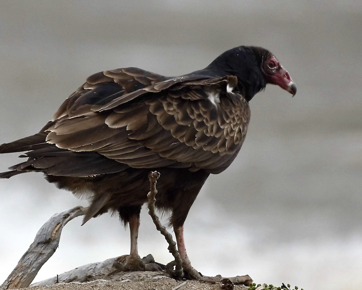 Urubu à tête rouge - ML232035701