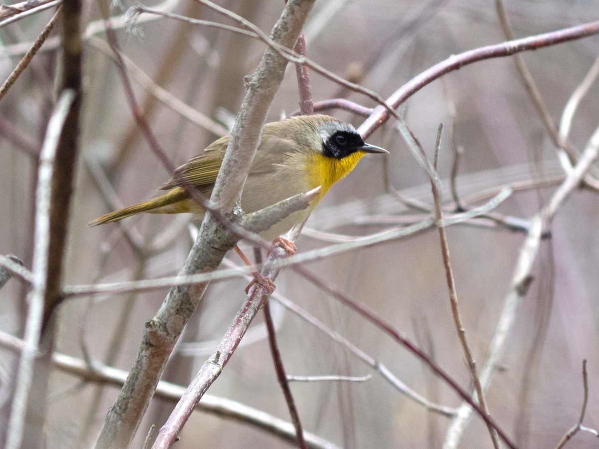 Common Yellowthroat - Susan Elliott