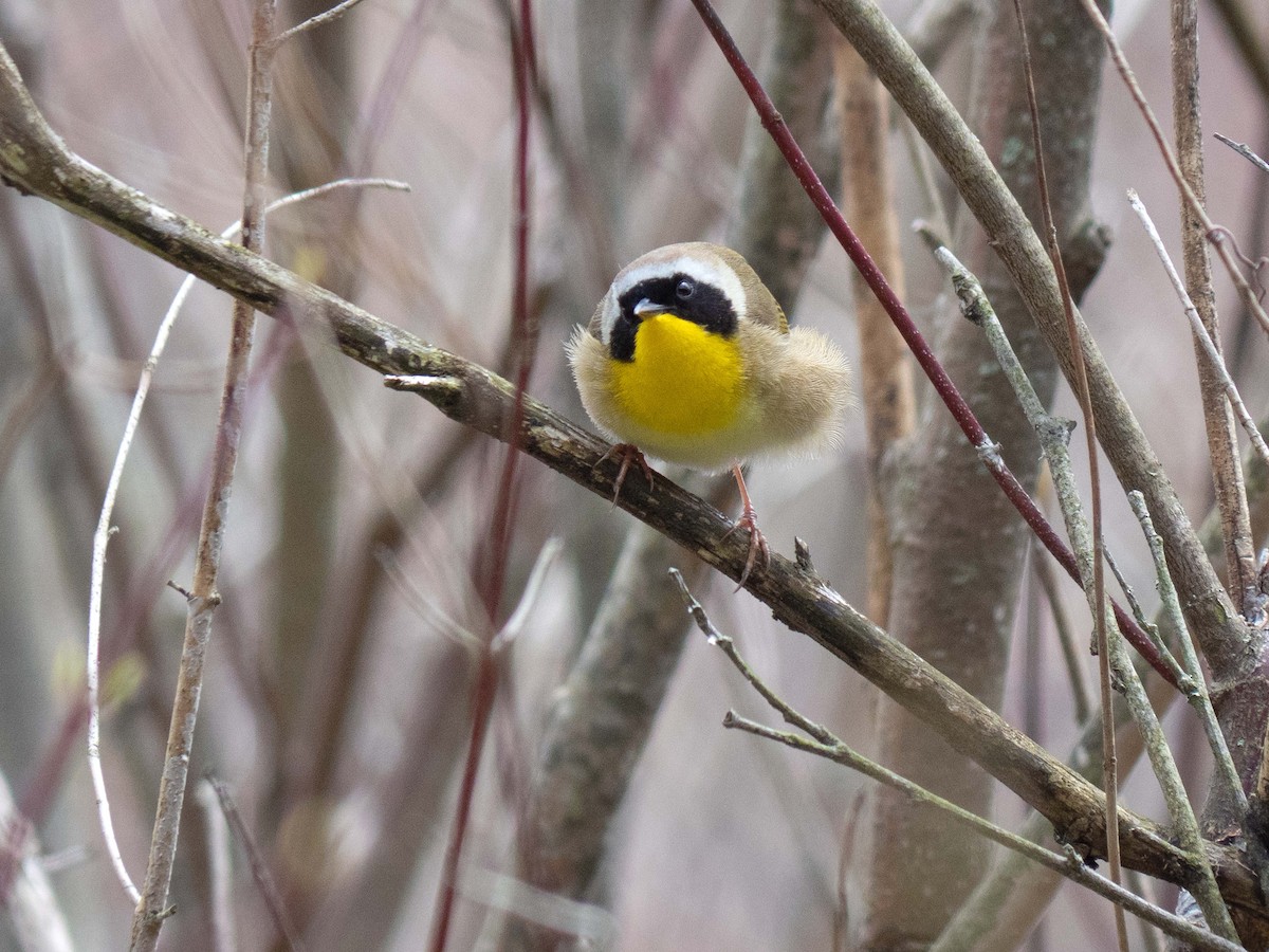 Common Yellowthroat - ML232036081