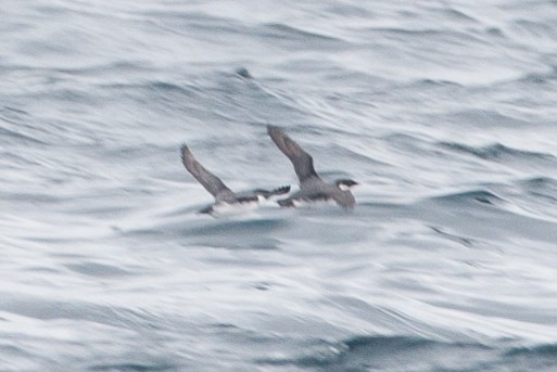 Ancient Murrelet - ML23203701