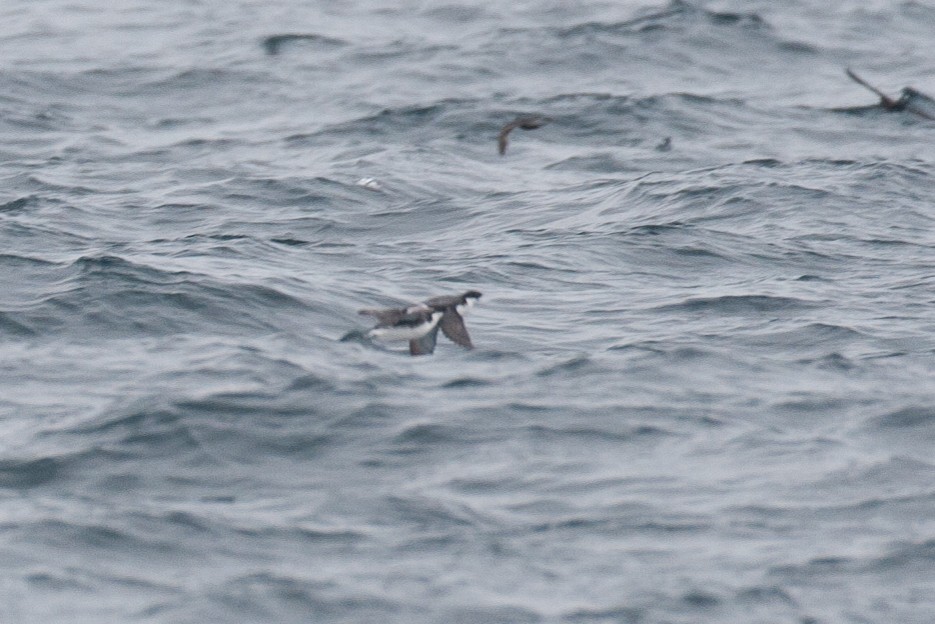 Ancient Murrelet - ML23203721