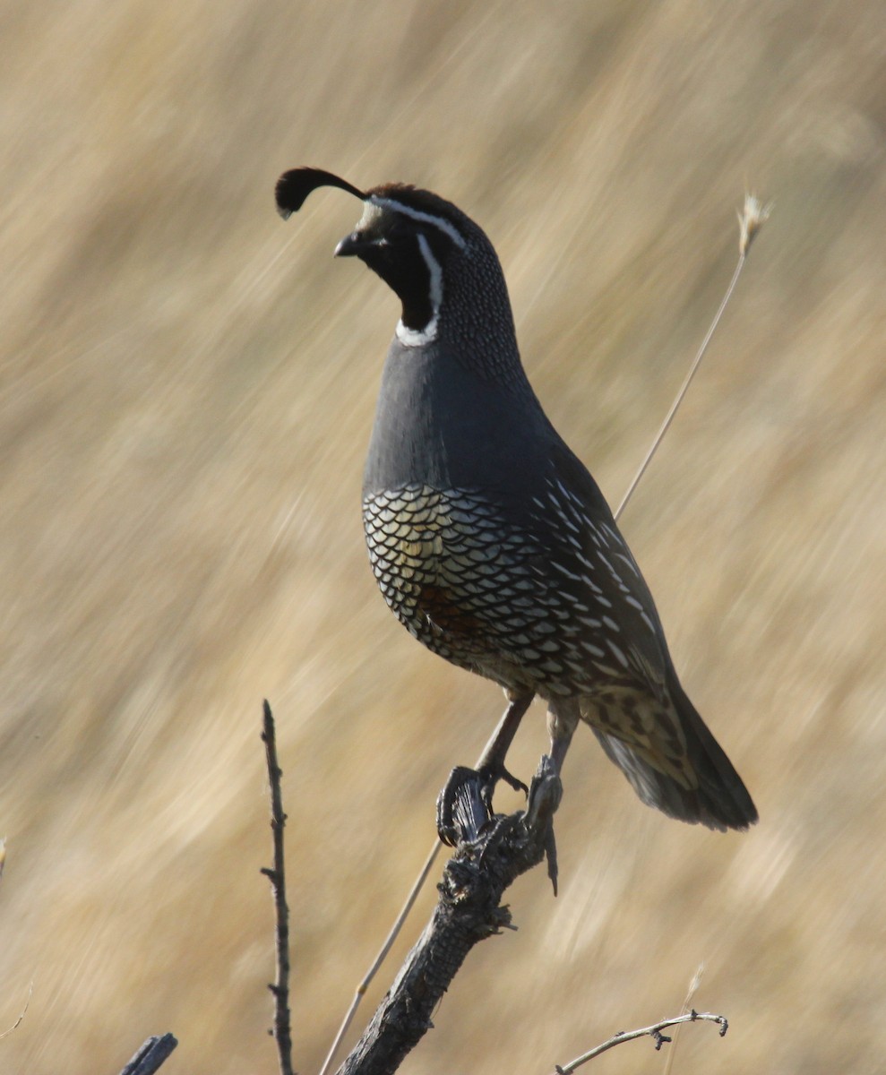 California Quail - ML232037271