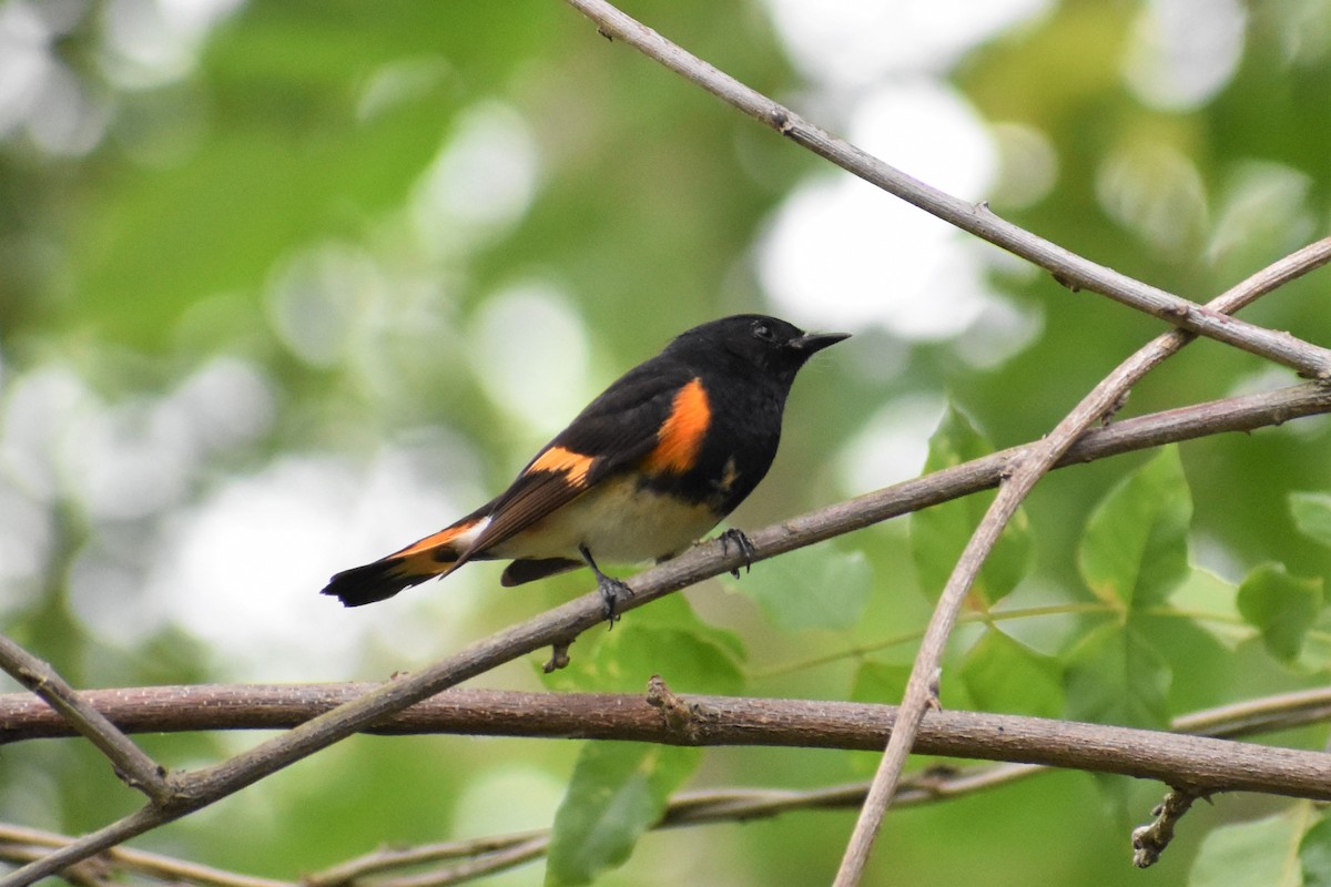 American Redstart - ML232037381