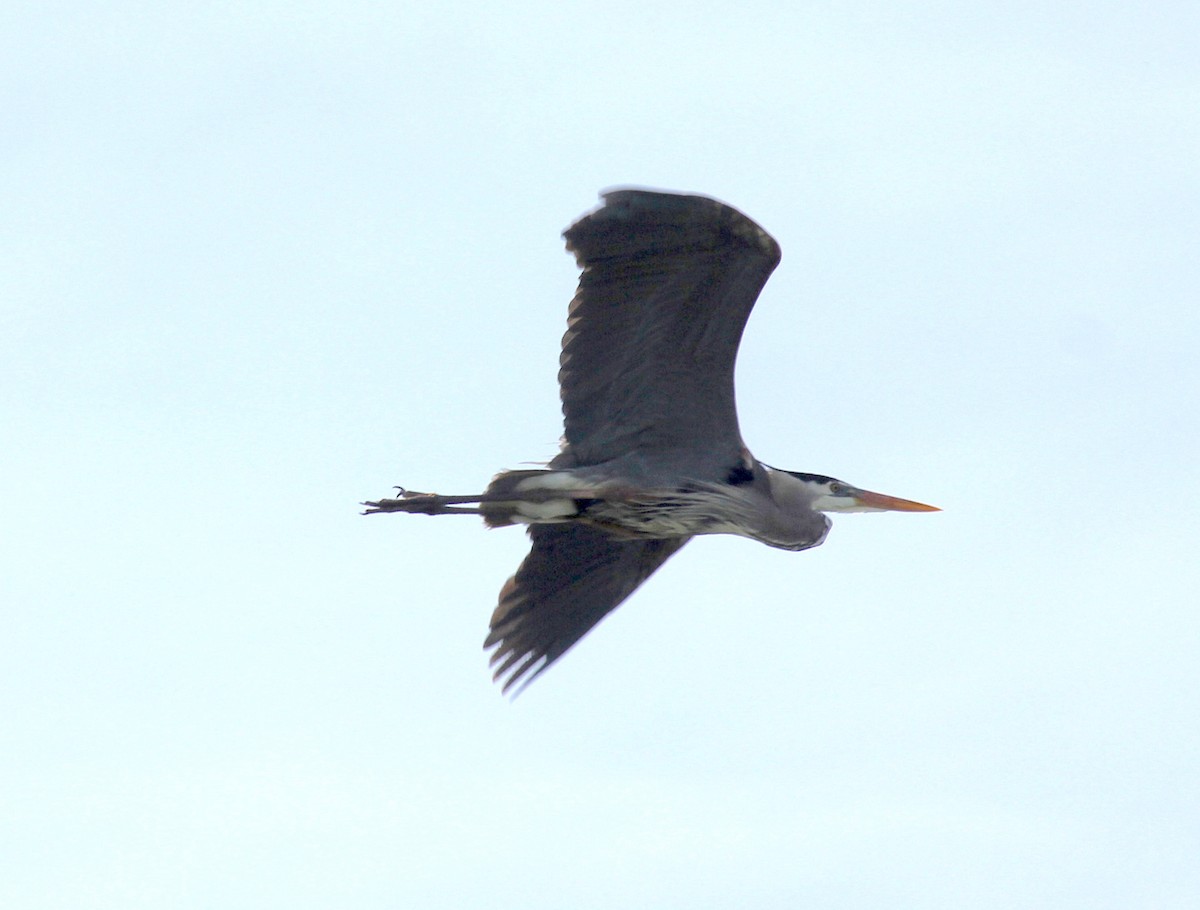 Great Blue Heron - ML232037561