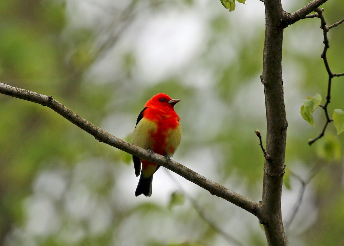 Scarlet Tanager - leonard blass