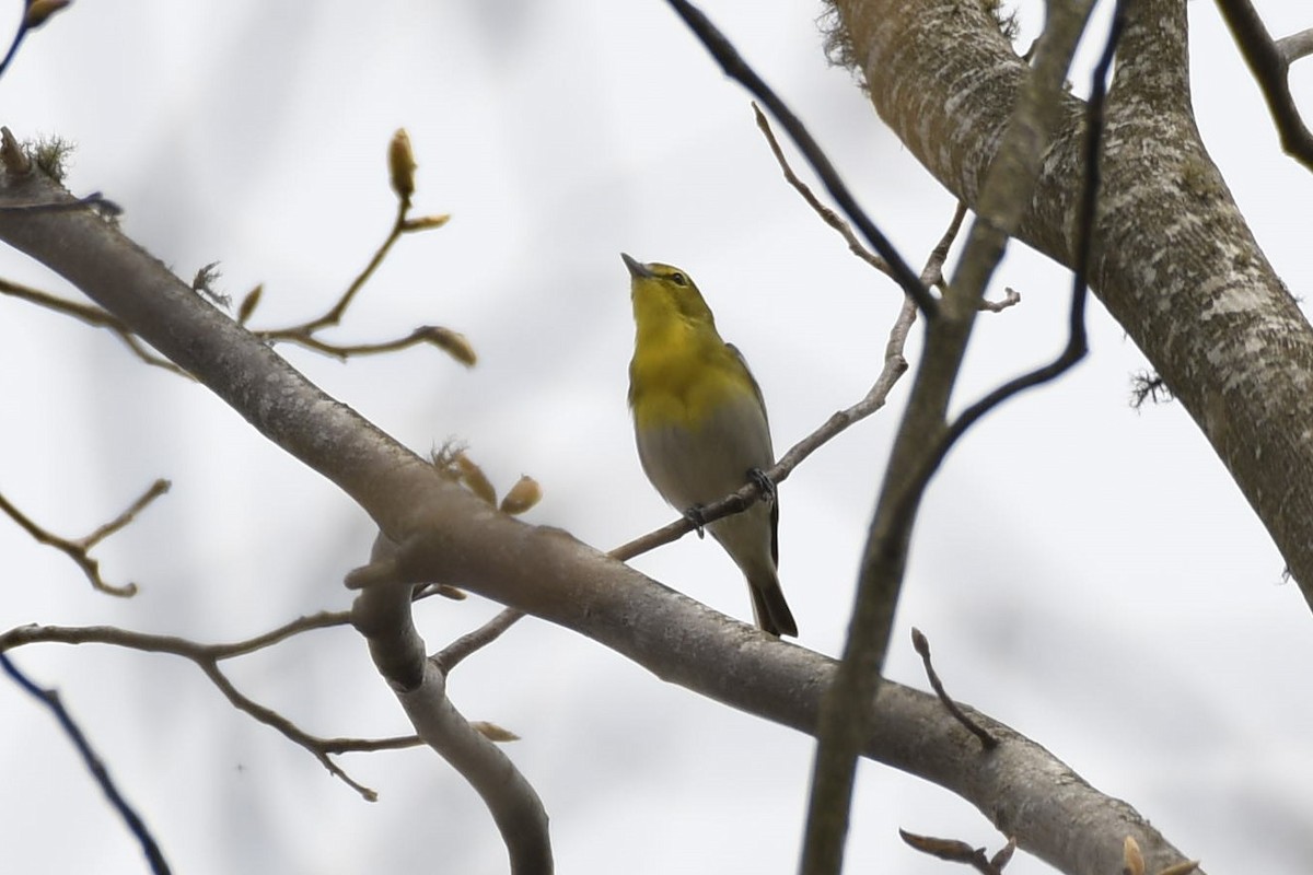 Yellow-throated Vireo - ML232038511