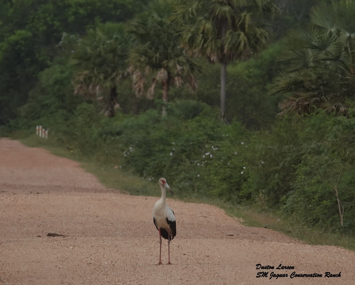 Maguari Stork - ML232038641