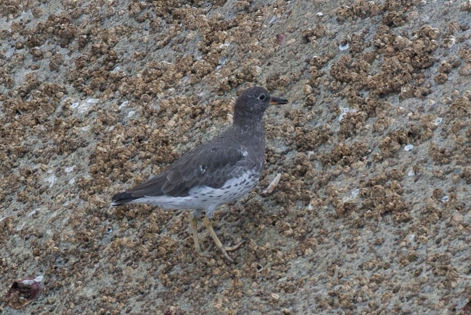 Surfbird - ML23204081