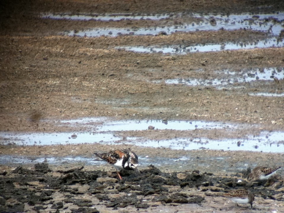 Ruddy Turnstone - ML232040921