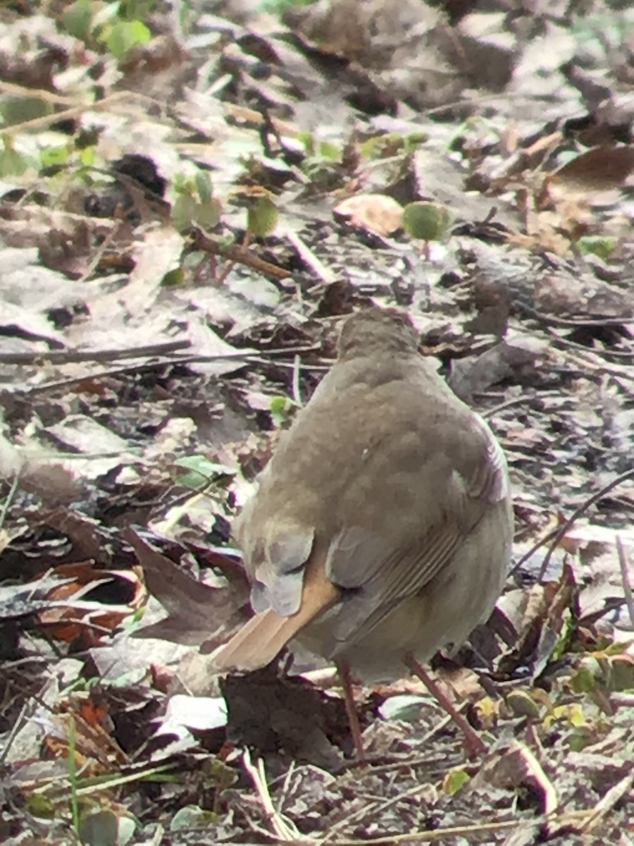 Hermit Thrush - Thomas Wood