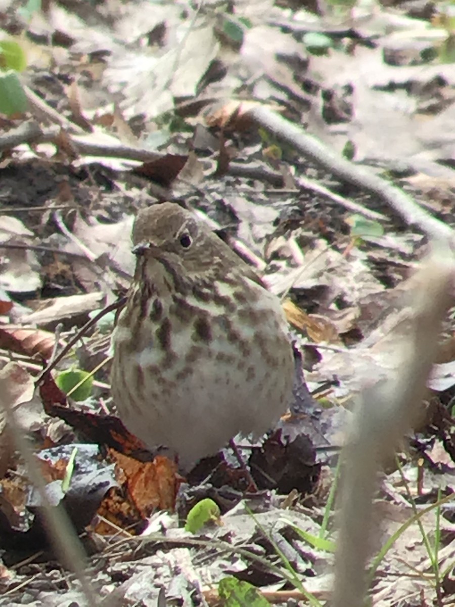 Hermit Thrush - ML232041361