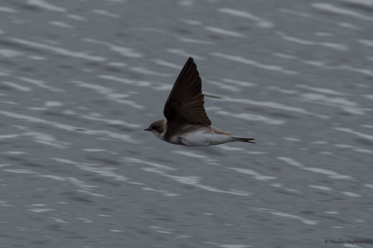 Bank Swallow - ML232042121