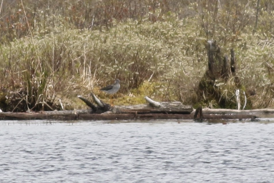 Greater Yellowlegs - ML232043801