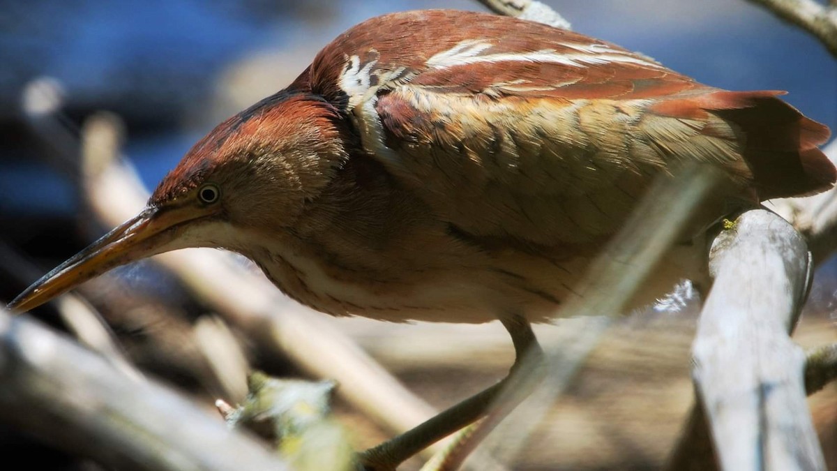 Least Bittern - Molly  Goodwin