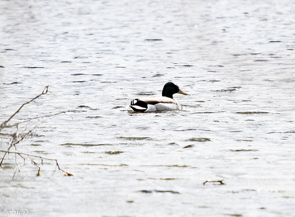 Canard colvert - ML232048081