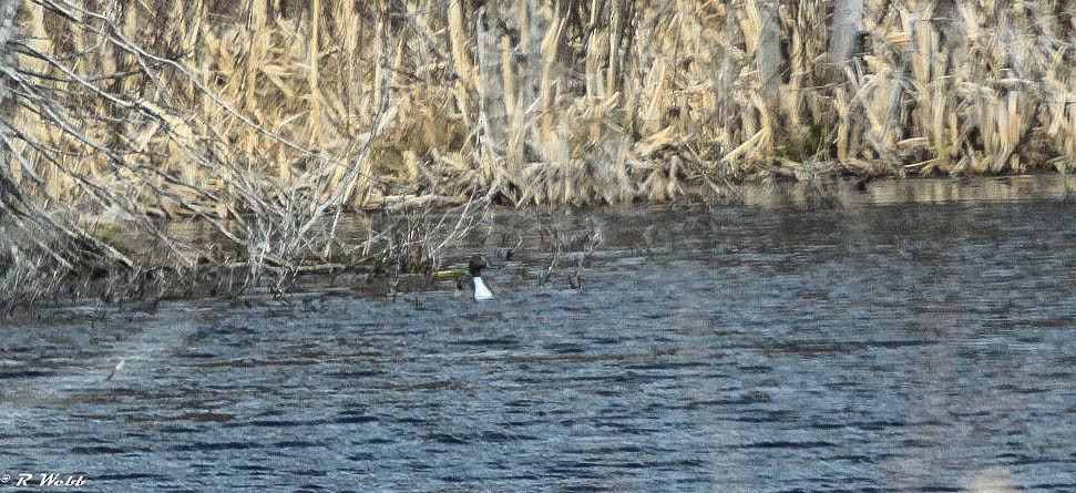 Northern Pintail - ML232048141