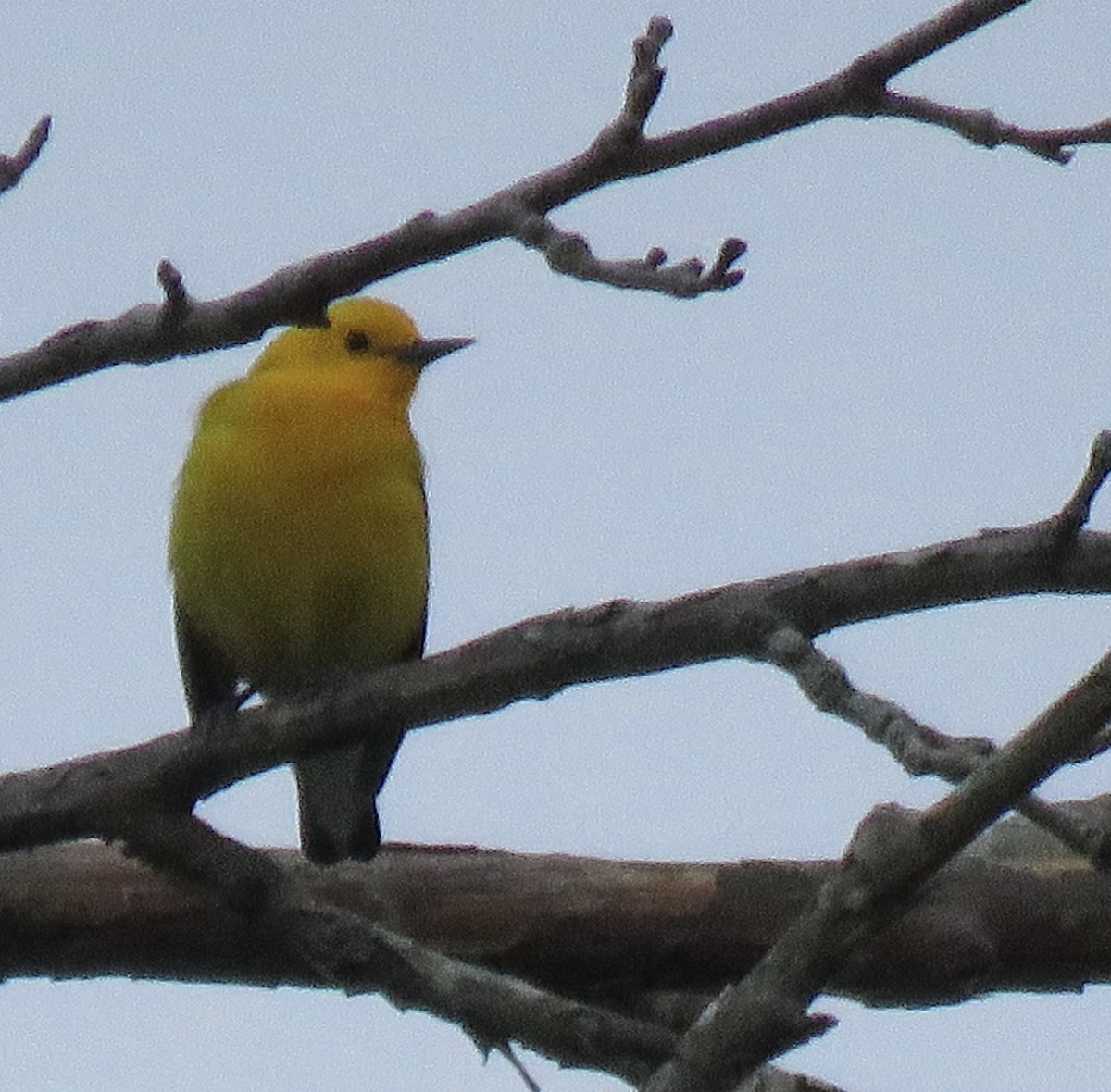 Prothonotary Warbler - Nick Ramsey