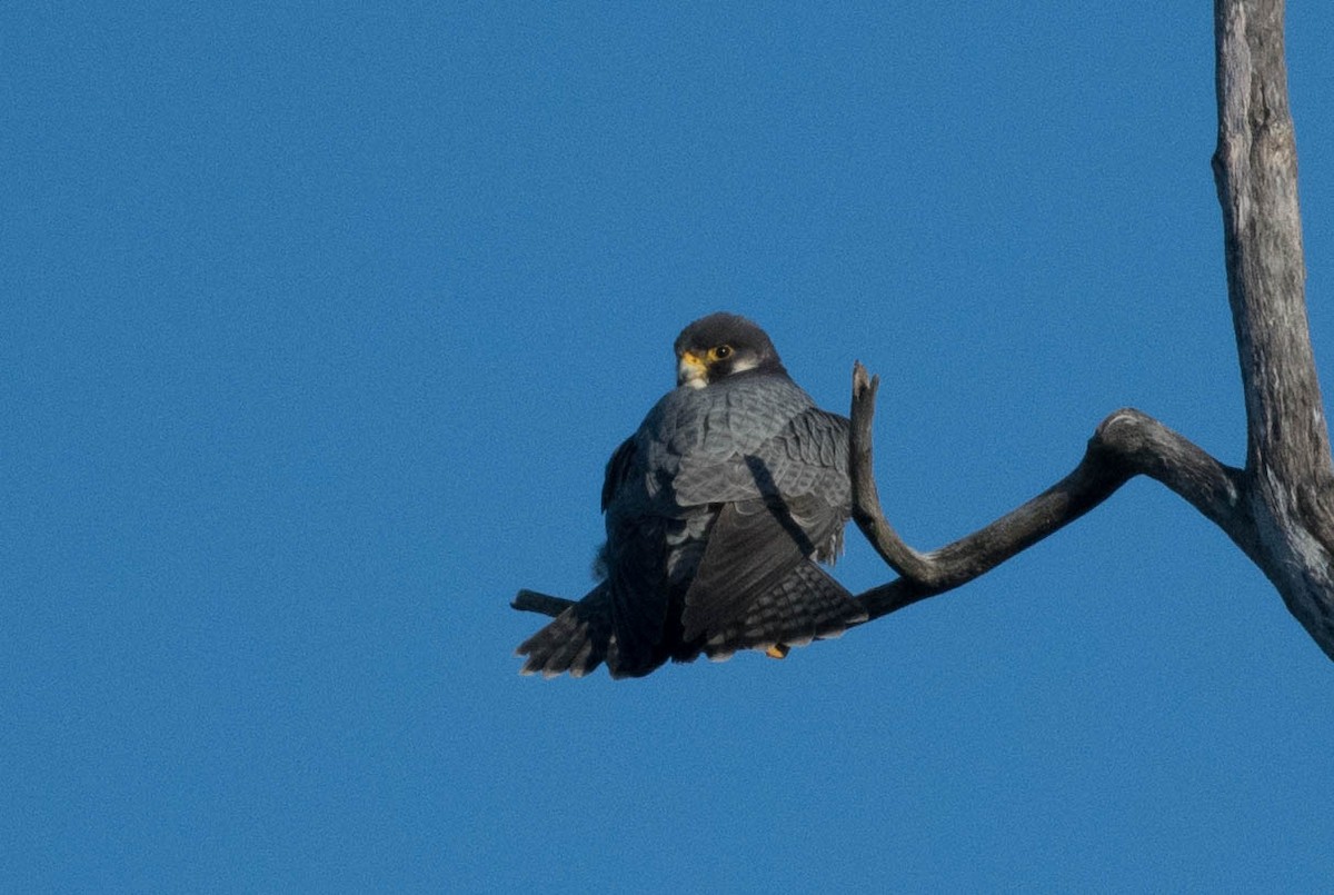 Peregrine Falcon - ML232050651