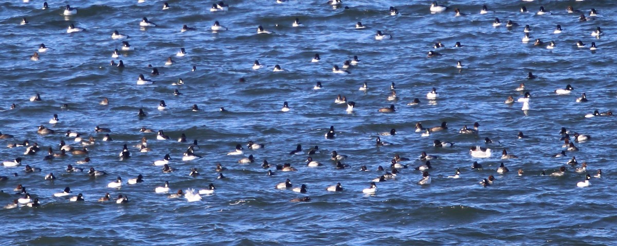 Surf Scoter - ML23205231