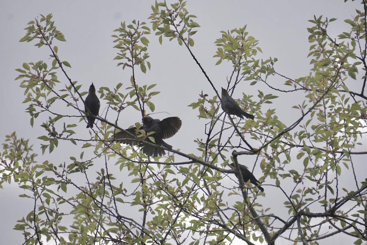 Brown-headed Cowbird - ML232053511