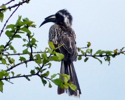 African Gray Hornbill - ML232055931