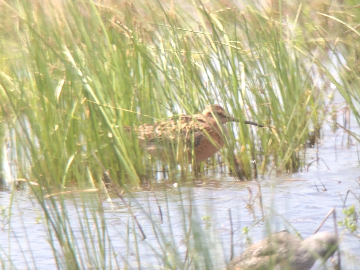 Short-billed Dowitcher - Zach Poland