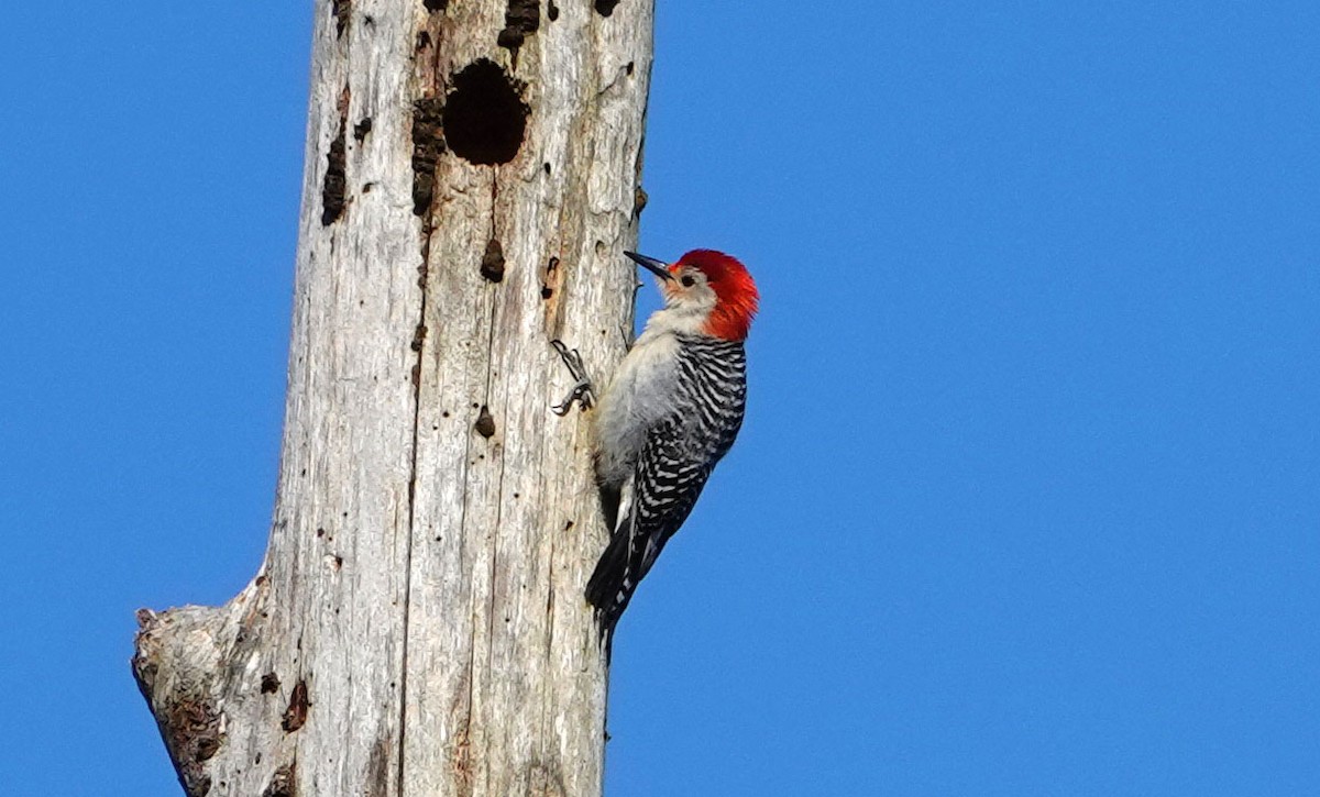 Red-bellied Woodpecker - Elizabeth CLEMENTS
