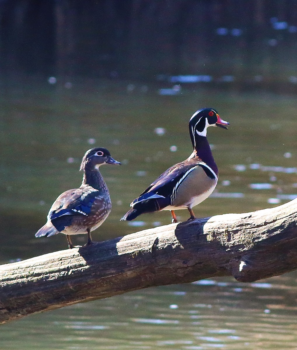 Wood Duck - ML232060761