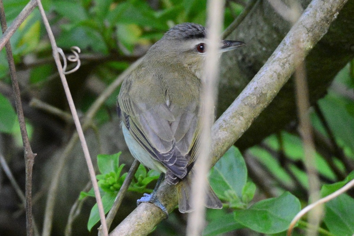 Vireo occhirossi - ML232061201