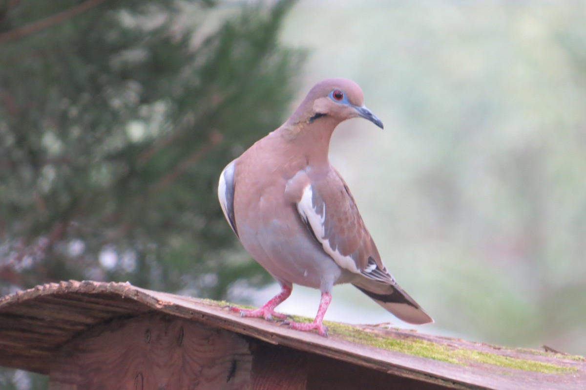 White-winged Dove - ML23206131