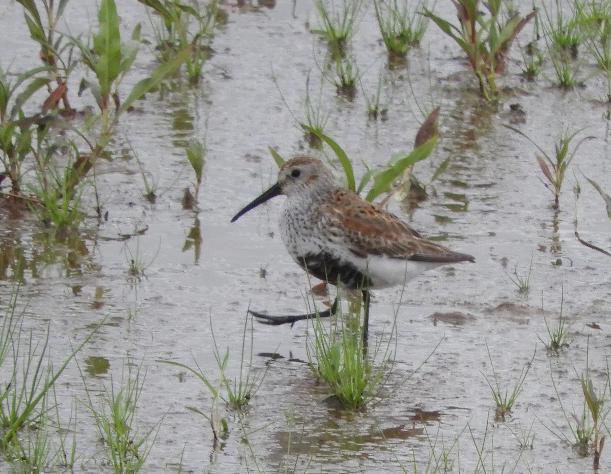 Dunlin - ML232061371